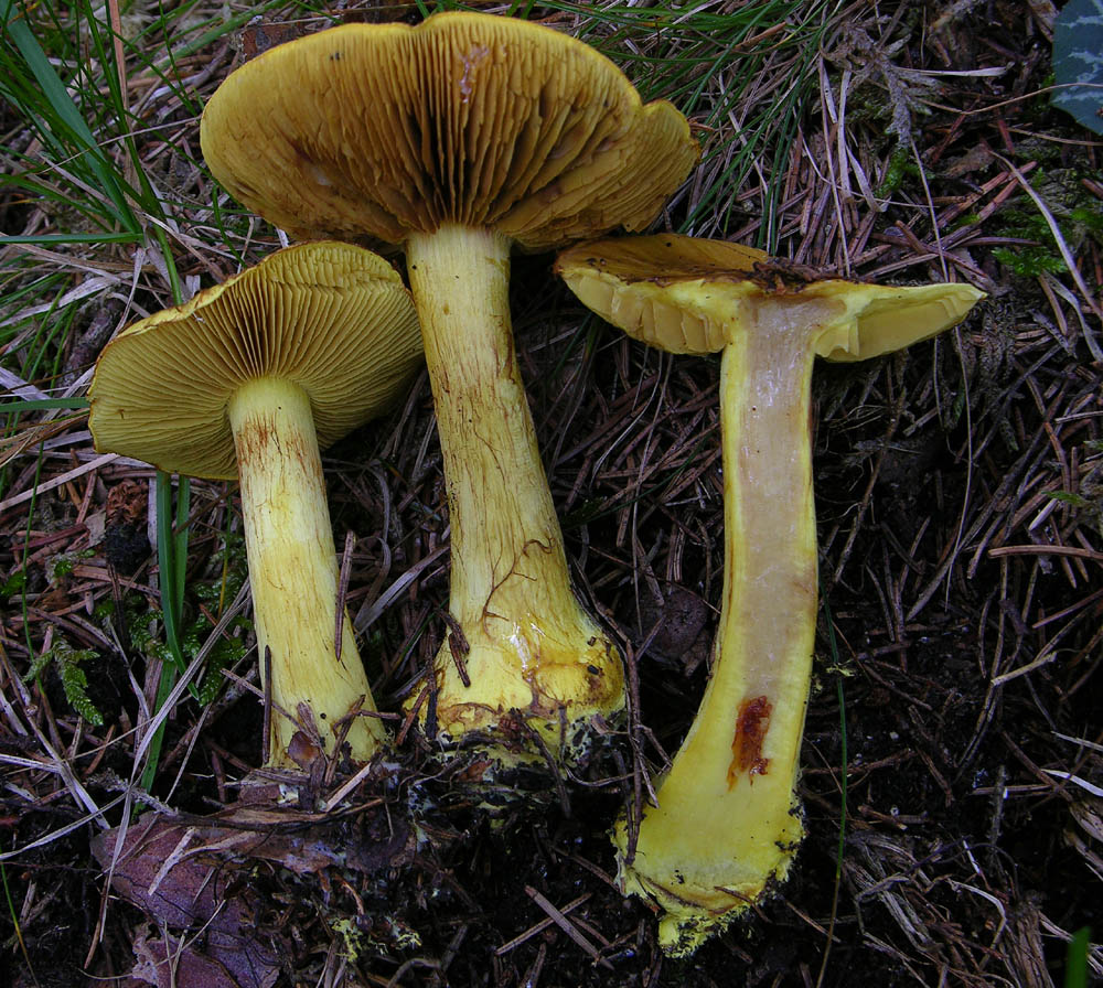 Cortinarius meinhardii M.M. Moser--Bon?